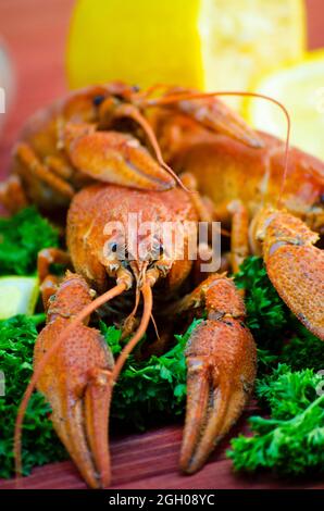 Rote und appetitlich gekochte Langusten in Nahaufnahme Stockfoto