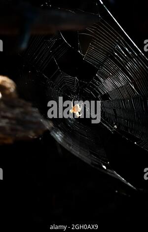 Eine Spinne webt ihr Netz im Wald Stockfoto