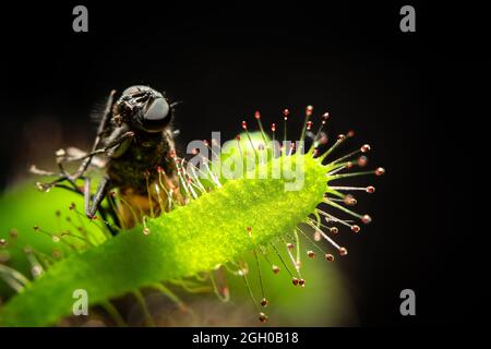 Fliege, die von einem drosera capensis (Cape sundaw) gefangen wurde. Fleischfressende Pflanze in Aktion. Stockfoto