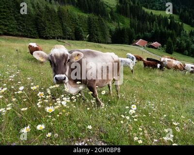 Tiroler Grauvieh grasen auf einer saisonalen Alm in den Alpen der Pongau Region Österreich Stockfoto