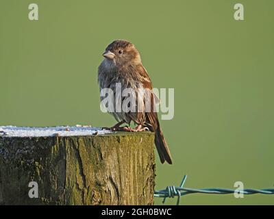 Die einblassige Hündin House Sparrow (Passer domesticus) sitzt auf einem Zaunpfosten mit Frost und Stacheldraht in Cumbria, England, Großbritannien Stockfoto