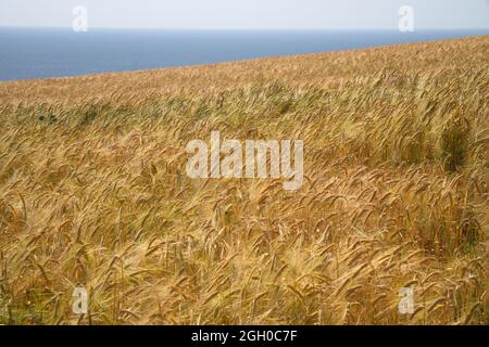 An der Südküste von devon wächst die Ernte Stockfoto