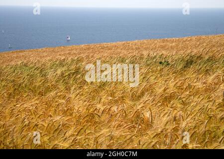 An der Südküste von devon wächst die Ernte Stockfoto
