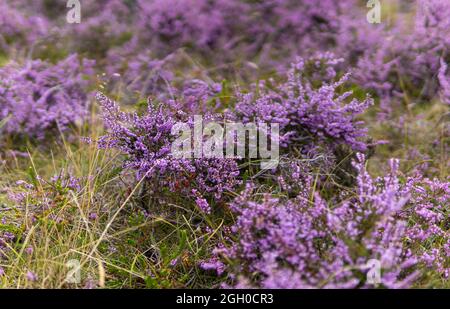 Heather - geringe Schärfentiefe Stockfoto