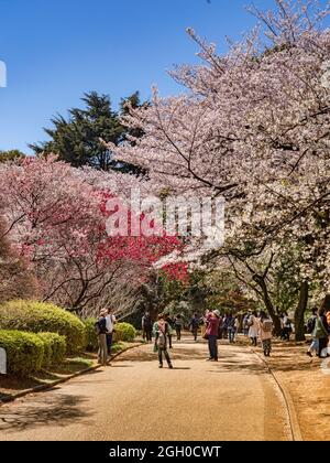 4. April 2019: Tokyo, Japan - Besucher in Shinjuku Gyoen National Garten, Tokio, in Cherry Blossom Saison. Stockfoto