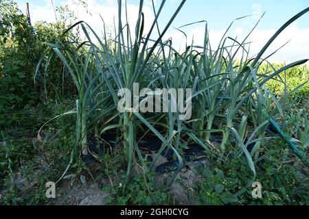 Bio-Lauch im Garten Stockfoto