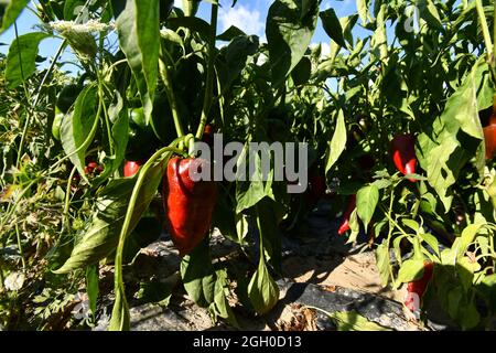 Rote Paprika im Garten, unten abgebildet Stockfoto