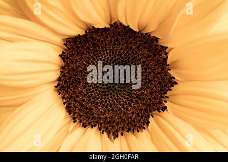 Makro-Aufnahme der gelben Sonnenblume mit entsätteten Farben Stockfoto