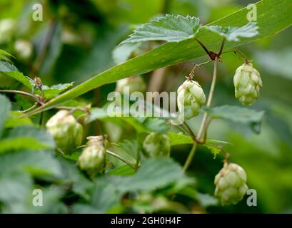 Berlin, Deutschland. September 2021. Im Naturschutzgebiet Karower Teiche wächst der Wildhopfen (Kumulus lupulus) am Wegesrand. Quelle: Monika Skolimowska/dpa-Zentralbild/dpa/Alamy Live News Stockfoto