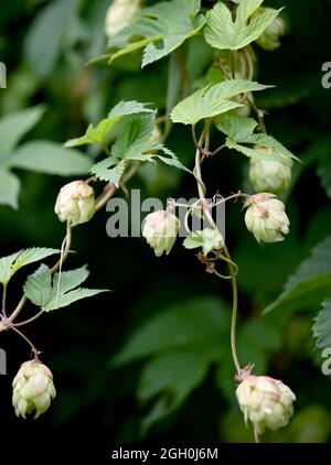 Berlin, Deutschland. August 2021. Im Naturschutzgebiet Karower Teiche wächst der Wildhopfen (Kumulus lupulus) am Wegesrand. Quelle: Monika Skolimowska/dpa-Zentralbild/dpa/Alamy Live News Stockfoto