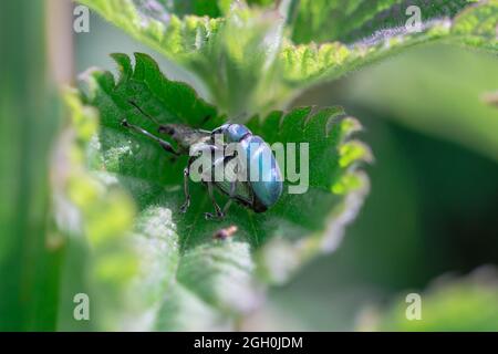 Das Paar blaugrüne brennnesselbettöpfe (Phyllobius pomaceus) paaren sich auf einem Brennnesselblatt bei Welney in Norfolk Stockfoto