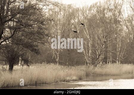 Eine Sepia-Aufnahme eines Duckepaares, das an einigen Bäumen vorbei und über dem Wasser bei Lackford Lakes in Suffolk fliegt Stockfoto