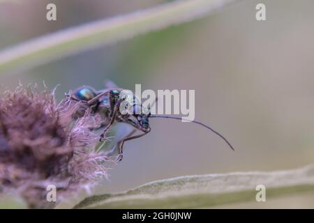 Der dickbeinige Blumenkäfer (Oedemera nobilis) läuft über einen Knackenkäfer-Kopf im Abfallgebiet in Newmarket Stockfoto