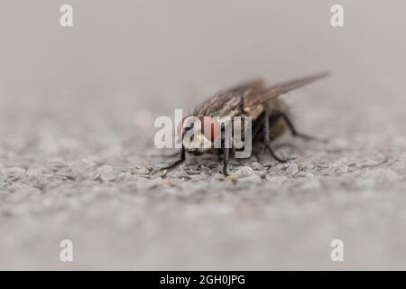 Makrofoto einer gewöhnlichen Fleischfliege (Sarcophaga camaria), die auf einem Stück Kies und einer asphaltierten Überdachung in einem Abfallgebiet von Newmarket sitzt Stockfoto