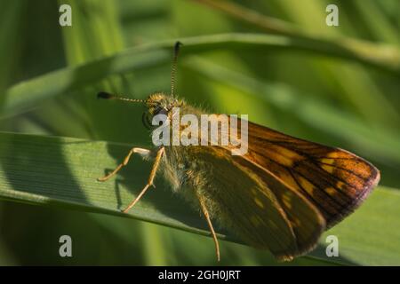 Ein kleiner Skipper-Schmetterling (Thymelicus sylvestris) sitzt auf einem Segge-Blatt mit einer gewickelten Zunge bei Lakenheath Fen in Suffolk Stockfoto