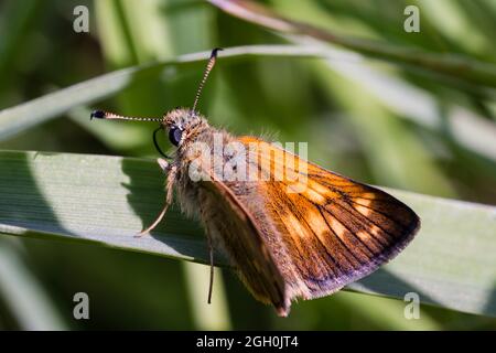 Der kleine Schiffer-Schmetterling (Thymelicus sylvestris) sitzt auf einem Blatt in der Vegetation, die seine lange Zunge bei Lakenheath Fen, Suffolk, hochrollt Stockfoto