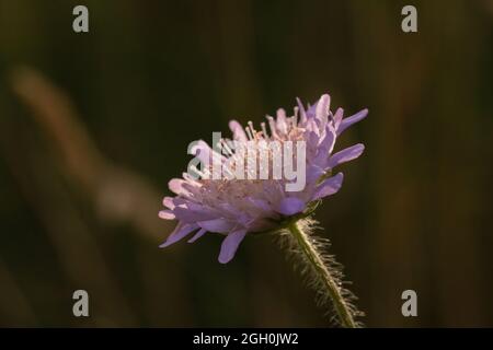 Als die Sonne am Thetford Forest in Suffolk untergeht, blüht eine Scabious Pflanze (Knautia arvensis) Stockfoto