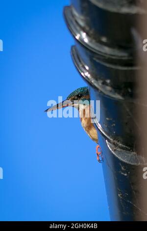Der Eisfischer (Alcedo atthis) nutzt die Rinne über dem Vogelfellchen als Barsch bei Lakenheath Fen Stockfoto