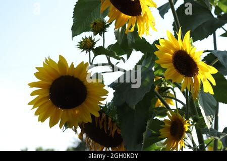 Sonnenblumen auf gelbem Hintergrund. Nahaufnahme mit Blumenmuster. Flach auflegen von oben nach unten Komposition mit schönen Sonnenblumen. Draufsicht Stockfoto