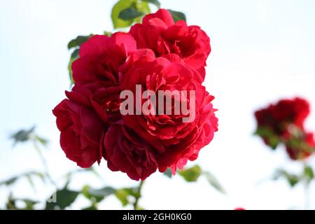 Rote Rose Knospe auf weißem Hintergrund Stockfoto