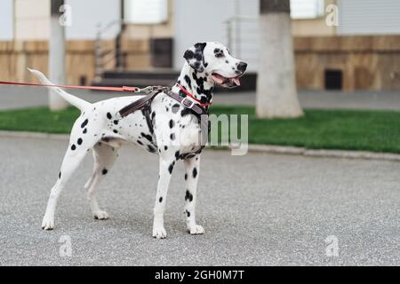 Porträt eines jungen dalmatinischen Hundes auf einer Stadtstraße, ein weißer schöner gepunkteter Hund geht, Kopierraum Stockfoto