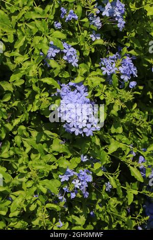 Blühende Pflanze von Plumbago auriculata, Kapbleikraut, blauem Plumbago oder Kap plumbago Stockfoto