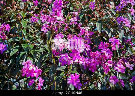 Lila Prinzessin Blume (Tibouchina granulosa), Diamantina, Brasilien Stockfoto