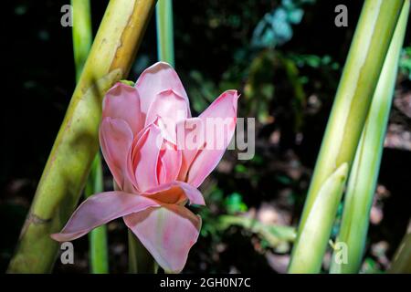 Fackel-Ingwerblume (Etlingera elatior), Minas Gerais, Brasilien Stockfoto