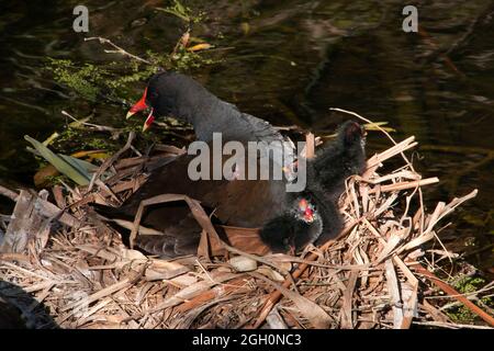 Sydney Australien, Dusky Moorhen mit Küken auf Nest. Stockfoto