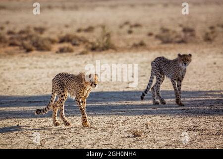 Zwei junge Geparden, die in der Wüste im Kgalagadi Transfrontier Park, Südafrika, wandern; Specie Acinonyx jubatus Familie von Felidae Stockfoto