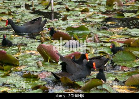 Sydney Australien, ein dunkler Moorhuhn, der mit Küken zwischen den Lotuslilienauflagen schwimmt Stockfoto