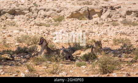 Zwei afrikanische Löwin liegen unter Schatten und gähnend im Kgalagadi Transfrontier Park, Südafrika; specie Panthera leo Familie von Felidae Stockfoto