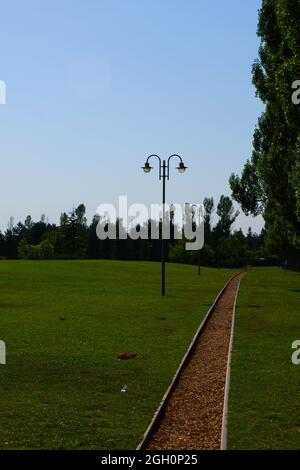 Eisenbahn in der Natur mit Kiefern und grünem Gras Stockfoto