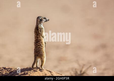 Erdmännchen in Alarmbereitschaft in Wüstengebiet im Kgalagadi Transfrontier Park, Südafrika; specie Suricata suricatta Familie von Herpestidae Stockfoto