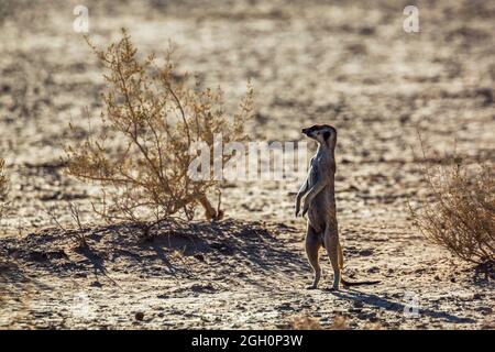 Erdmännchen in Alarmbereitschaft in Wüstengebiet im Kgalagadi Transfrontier Park, Südafrika; specie Suricata suricatta Familie von Herpestidae Stockfoto