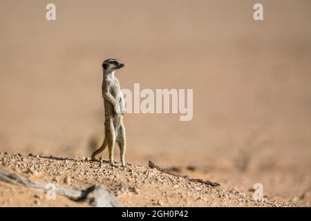 Erdmännchen in Alarmbereitschaft in Wüstengebiet im Kgalagadi Transfrontier Park, Südafrika; specie Suricata suricatta Familie von Herpestidae Stockfoto