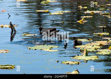 Sydney Australien, dunkle Moorhühner mit Küken, die im Teich schwimmen Stockfoto