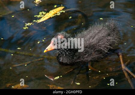 Sydney Australien, dunkle Moorhuhn Küken schwimmen im Teich Stockfoto