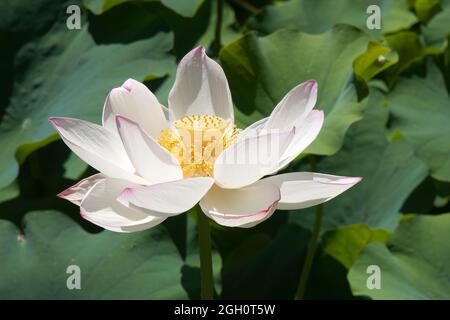 Sydney Australia, nelumbo nucifera mit weißer Blume mit rosa Spitzen Stockfoto