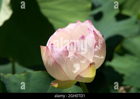 Sydney Australia, Lotuspflanze mit weißer Blume und rosa Rändern Stockfoto