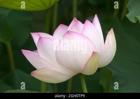 Sydney Australia, nelumbo nucifera mit weißer Blume mit rosa Rändern Stockfoto