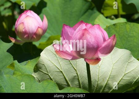 Sydney Australia, rosa Blume einer nelumbo nucifera, auch bekannt als indischer Lotus, heiliges Lotus Stockfoto