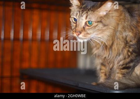 Langhaarige gestromte Katze im Käfig Stockfoto