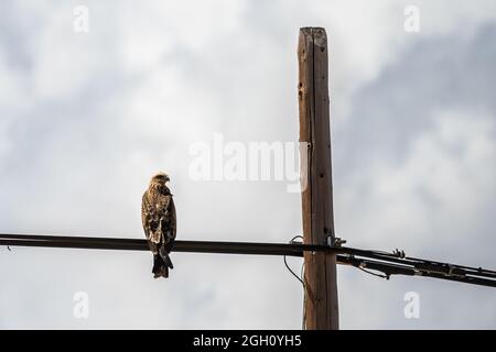 Ein schwarzer Drachen (Milvus migrans) auf einem Draht Stockfoto