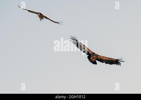 Zwei Gänsegeier (Gyps fulvus) fliegen über ein Feld in der Nähe des Gallocanta-Sees, einem erklärten Ramsar-Gebiet, das eine Fläche von 6,720 ha als Feuchtgebiet von in schützt Stockfoto