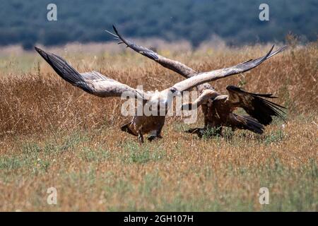 Greifgeier (Gyps fulvus) kämpfen auf einem Feld in der Nähe des Gallocanta-Sees, einem erklärten Ramsar-Gelände, und schützen eine Fläche von 6,720 ha als Feuchtgebiet von Internierten Stockfoto