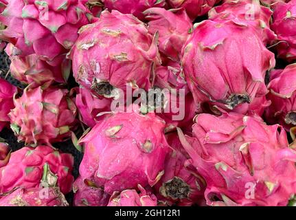 Rote Pitaya-Früchte, Drachenfrucht, die Frucht mehrerer verschiedener Kaktusarten, die in den USA beheimatet sind Stockfoto