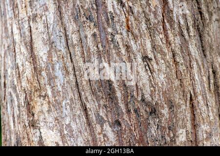 Baumrinde der Arborvitaes (Thuja spp.) Pflanze. Natürlicher Hintergrund. Stockfoto