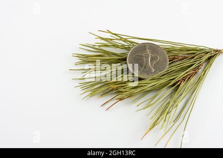 UAE 1 Dirham Münze auf Kiefernnadeln isoliert auf weißem Hintergrund. Stockfoto