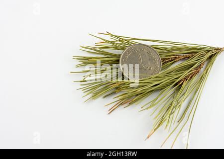 UAE 1 Dirham Münze auf Kiefernnadeln isoliert auf weißem Hintergrund. Stockfoto